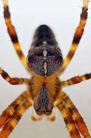 This is spider in my apartment by lukas kousal on vimeo, the home for high quality videos and the people who love them. Pin On Creepy Spiders Jewelry