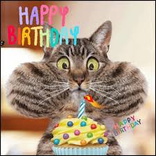 Less Than Happy Cat Happy Birthdayl Via Giphy Cupcake Happy Birthday Cat Cat Birthday Wishes Funny Happy Birthday Wishes