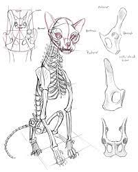 Maybe you would like to learn more about one of these? Schoolism Gesture Drawing Week 5 Chalk Full Of Dreams Skeleton Drawings Animal Drawings Cat Anatomy