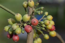 Image result for Deinbollia sp. A