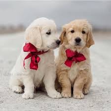 Small Breed Puppies For Sale Near Me Cute Dogs Cute Animals Cute Puppies