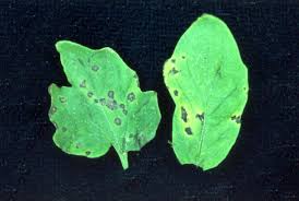 Image result for tomato seedling pseudomonas syringae pv tomato symptoms