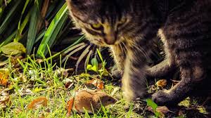 We did not find results for: Cerita Fabel Kucing Dan Tikus Beserta Ulasan Menariknya 2021 Poskata