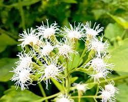 Image result for Chromolaena