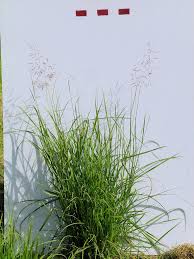 Image result for Capillipedium