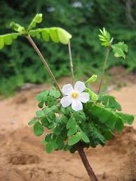 Image result for Erythroxylum platycladum