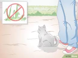In addition, if you think your pet might have been exposed to any form of marijuana, be honest with your vet. 3 Ways To Stop Your Cat From Eating Grass Wikihow