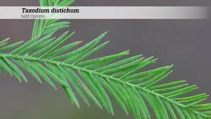 Image result for Taxodium