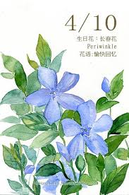 每日一花4 10 生日花 haru hello flower drawing watercolor flowers flower illustration