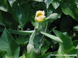 Image result for Limnocharitaceae
