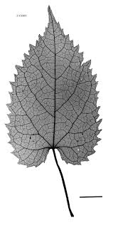 Image result for Tragia shirensis