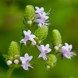 Image result for Aeollanthus neglectus