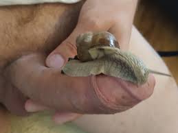 Snail on cock 3 | MOTHERLESS.COM ™