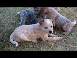 Siberian husky puppy and white german shepherd/red heeler pup for sale. Where To Find Queensland Heeler Puppies For Sale Dogable