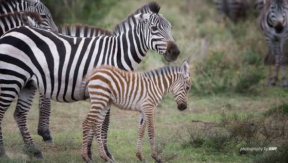 Zebra stripes are on the line
