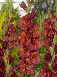 Image result for Gladiolus hollandii