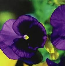 Maybe you would like to learn more about one of these? Flower Fantasy Florist Home Facebook
