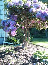 Sculpted Rhododendron House Yard Rhododendron Plants
