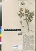 Image result for Blepharis diversispina