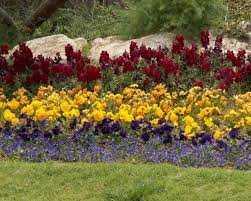 We did not find results for: Red Yellow And Purple Petaled Flower Field At Daytime Hd Wallpaper Wallpaper Flare