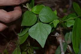 Image result for Dolichos trilobus