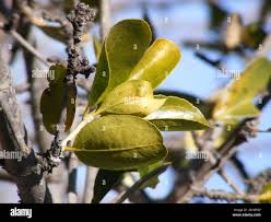 Image result for Strychnos madagascariensis