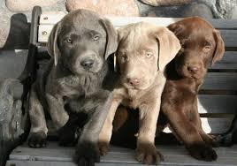 100 Renewable Energy Transition Pathways And Implementation Paperback Lab Puppies Puppies Cute Dogs