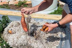 Aquaponics Sweet Potatoes Update Steamy Kitchen Recipes Giveaways