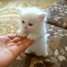 yavru kedi sevimli kedi yavrulari cute kittens sevimli kediler