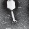 The chemical composition of all true viruses is nucleic acid either dna or rna. 1