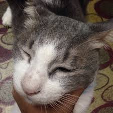 Ibu pejabat polis daerah petaling jaya (selatan), lrg lp2a/1, taman putra permai, 43300, sri kembangan. Balai Polis Subang Jaya 8 Tips