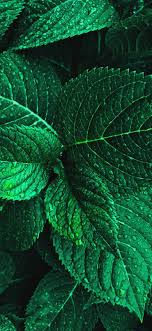 Download 4k backgrounds to bring personality in your devices. Wallpaper Wallpaperphone 4k 8k Background Imagine Phone Fondosdepantalla Fondos Colors Green Nature Wallpaper Nature Iphone Wallpaper Green Wallpaper