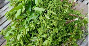 Check spelling or type a new query. Daun Semambu Digeruni Cacar Dan Campak Impiana