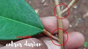 People interested in cantuman mata tunas also searched for. Tips Memilih Tunas Durian Yang Sesuai Untuk Membuat Cantuman Grafting Agar 100 Menjadi My Info Berita