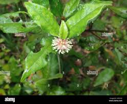 Image result for Trichocladus