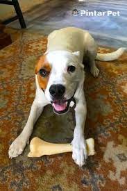 Foto anjing anjing cantik jenis anjing anjing ras anjing imut binatang lucu gambar anak anjing hewan anjing wallpaper anjing boneka anjing anjing kecil anjing mini pom anjing kartun lawak lucu anjing pudel anjing kawin gambar yang lucu anjing sosis jual anjing anjing kintamani. 43 Tips Anjing Ideas In 2021 Dogs Animals Pets