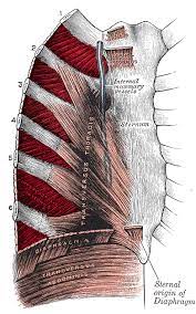 In humans, the rib cage, also known as the thoracic cage. Intercostal Muscles Wikipedia