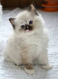 Specializing in suburban family home raised genuine ragdoll tica & cfa parented kittens with multiple supreme grand champion bloodlines and at least five generation certified pedigrees raised with my family of five children. Adoption At Crescent Moon Ragdolls
