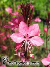 Image result for Oenothera lindheimeri