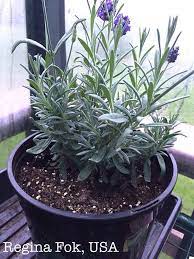 How To Care For Lavender Plants Lavender Plant Care Lavender Plant Indoor Lavender Plant