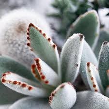 Best Plants For Trough Gardens Suculentas Cactos E Suculentas Arranjos De Flores