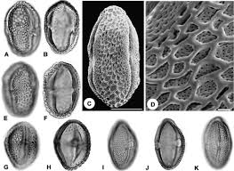 Image result for Clappertonia polyandra