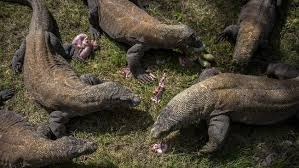 Maybe you would like to learn more about one of these? Himpunan Pramuwisata Ntt Soroti Jurassic Park Tn Komodo