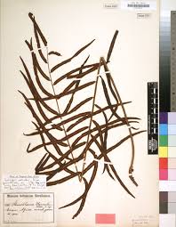 Image result for Lomariopsis warneckei