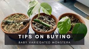 When i first saw that monstera albo i knew i had to have that plant. Tips For Buying Baby Variegated Monstera Ep 90 Youtube
