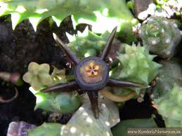 Image result for Duvalia