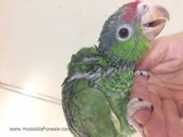 Ideally, the minimum cage size for this bird would be 36'' long, 24. Baby Mexican Red Head Amazon Parrot