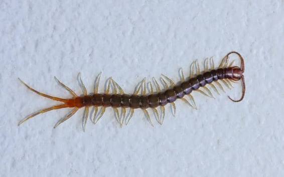 A Guide To Centipedes, Silverfish, Earwigs & More In WA | Prosite