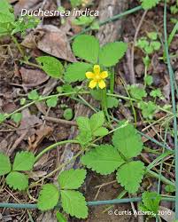 Image result for Duchesnea indica