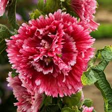 Image result for Alcea rosea